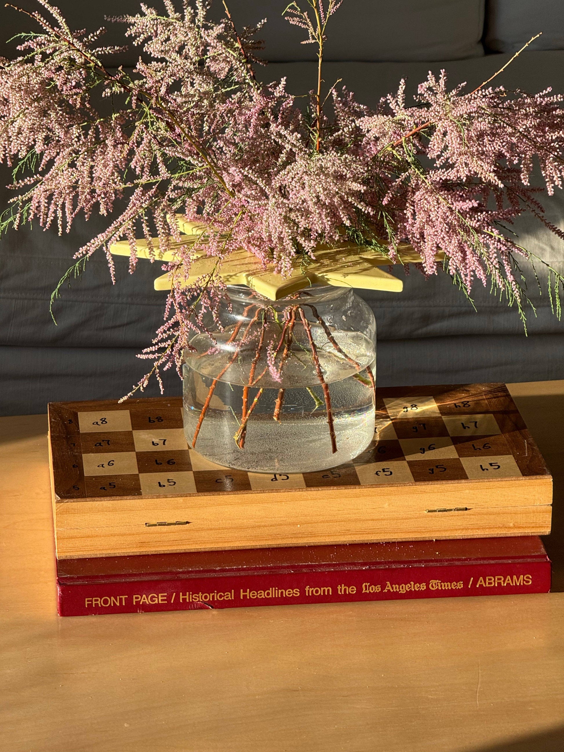 star flower frog  | butter yellow