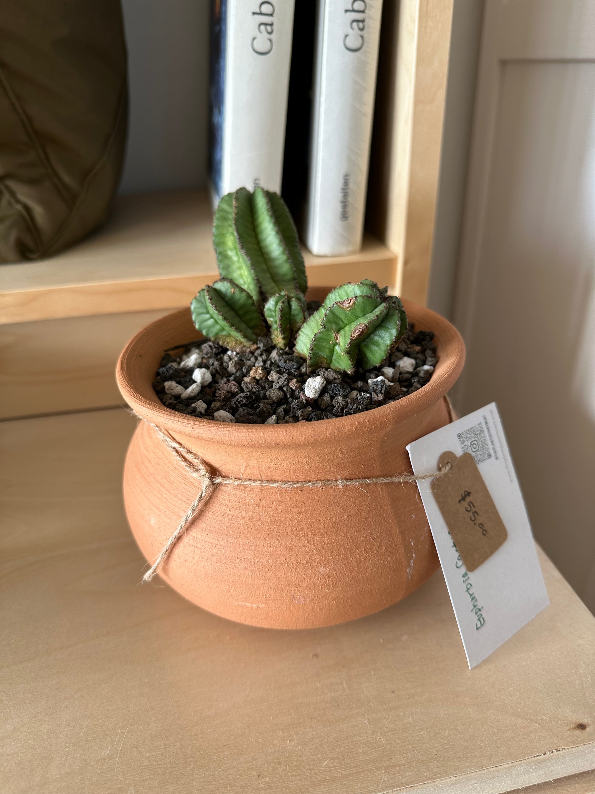 euphorbia cactus in terracotta pot