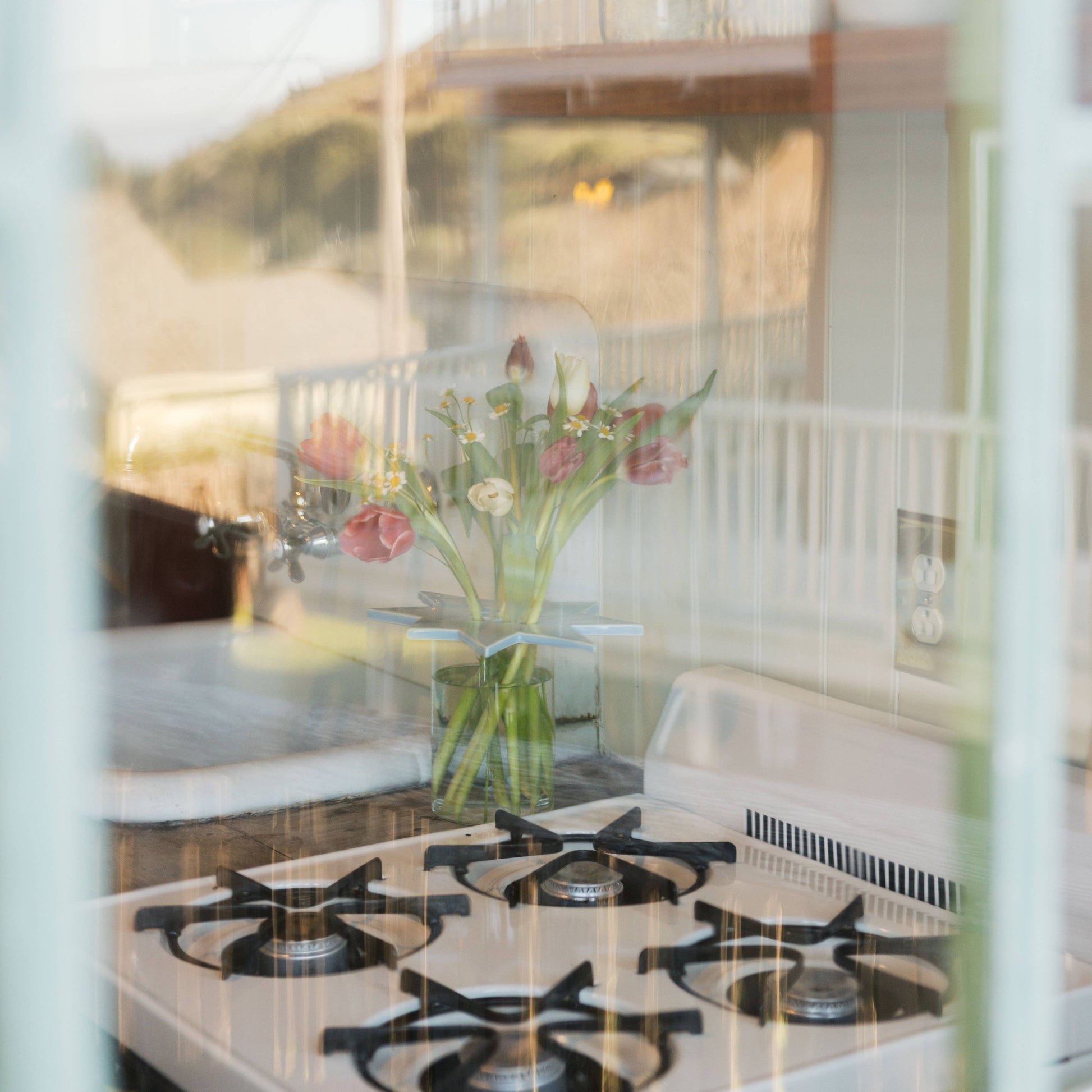 star flower frog  | sky blue