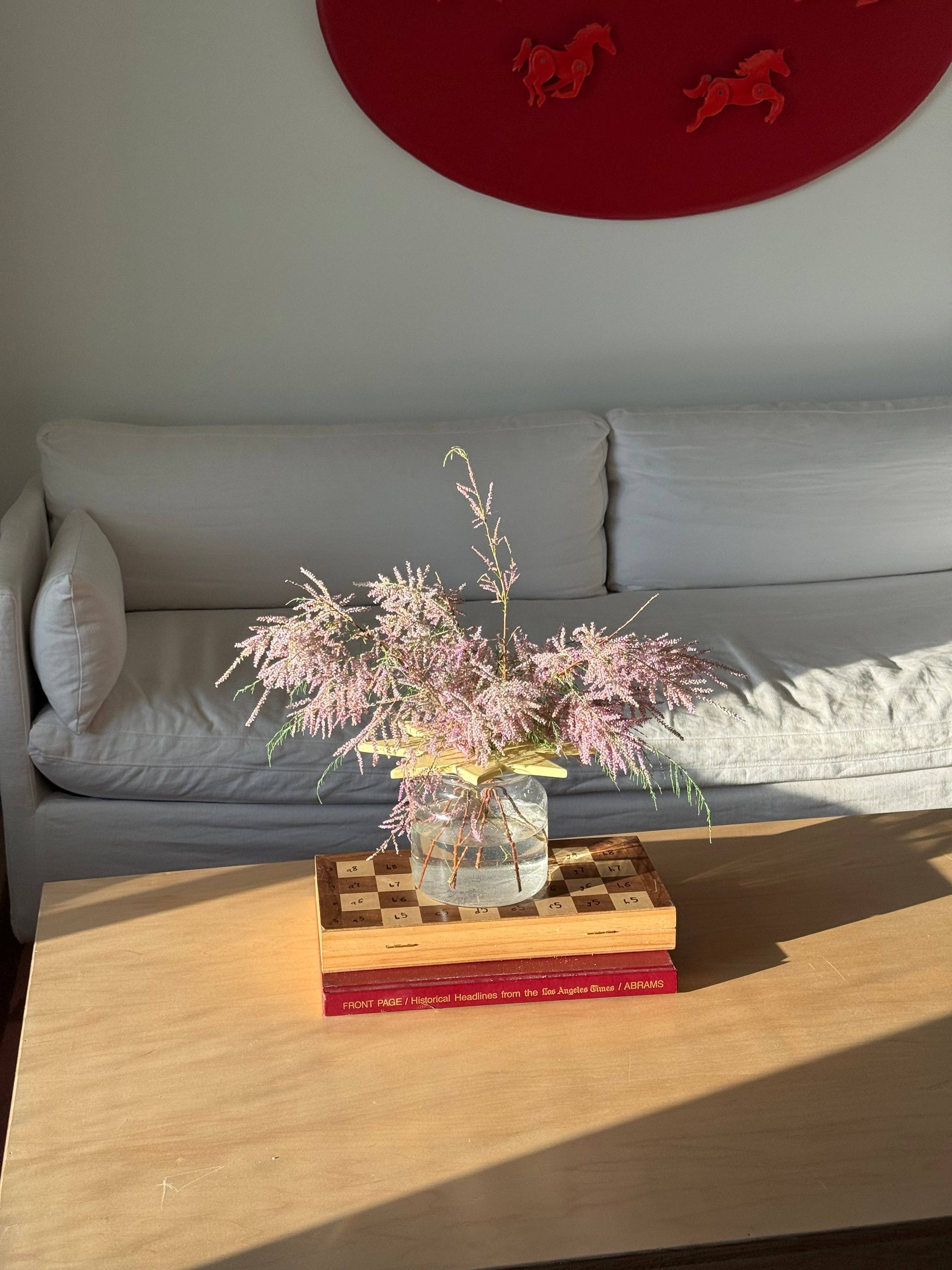 star flower frog  | butter yellow