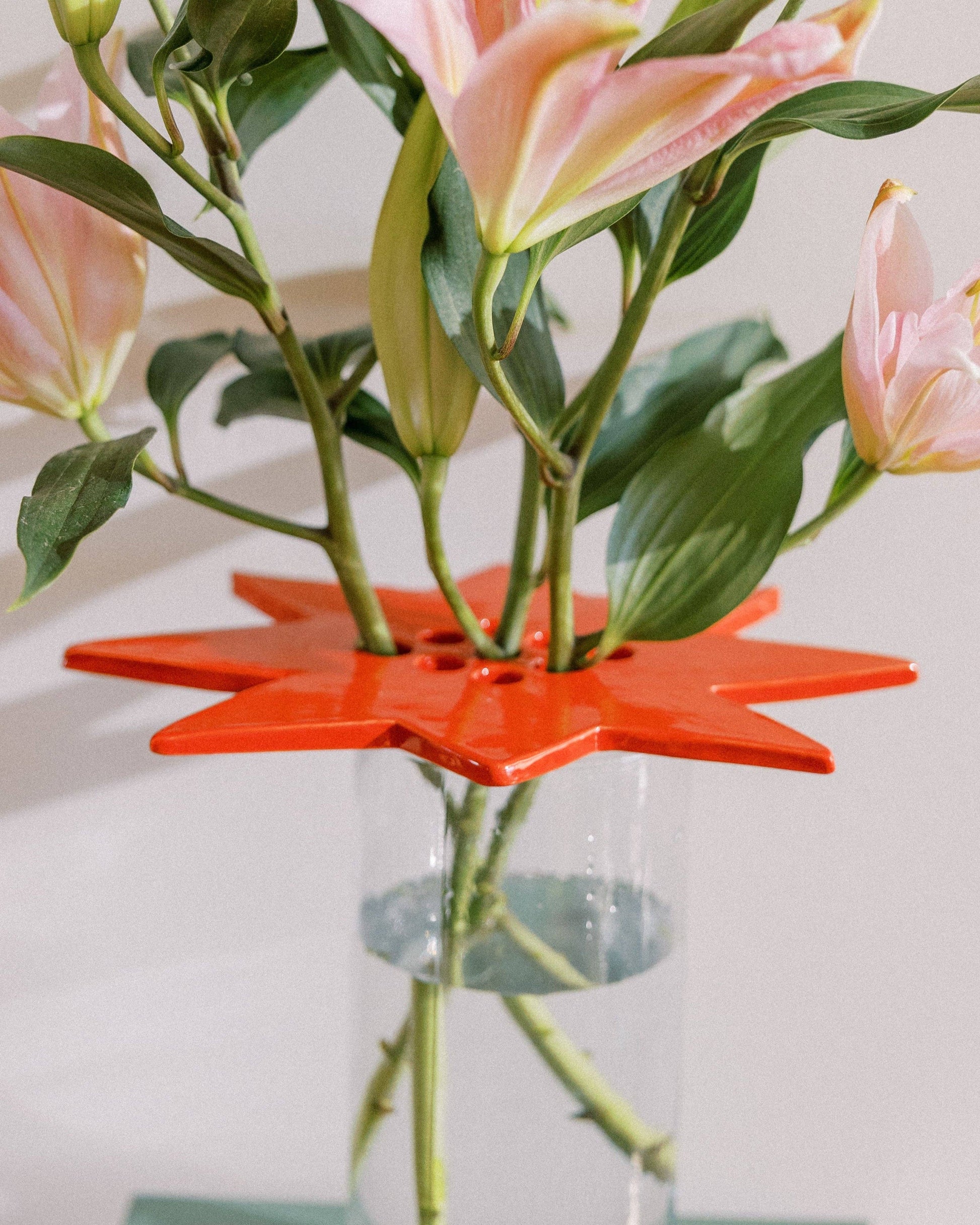 star flower frog  | ruby red