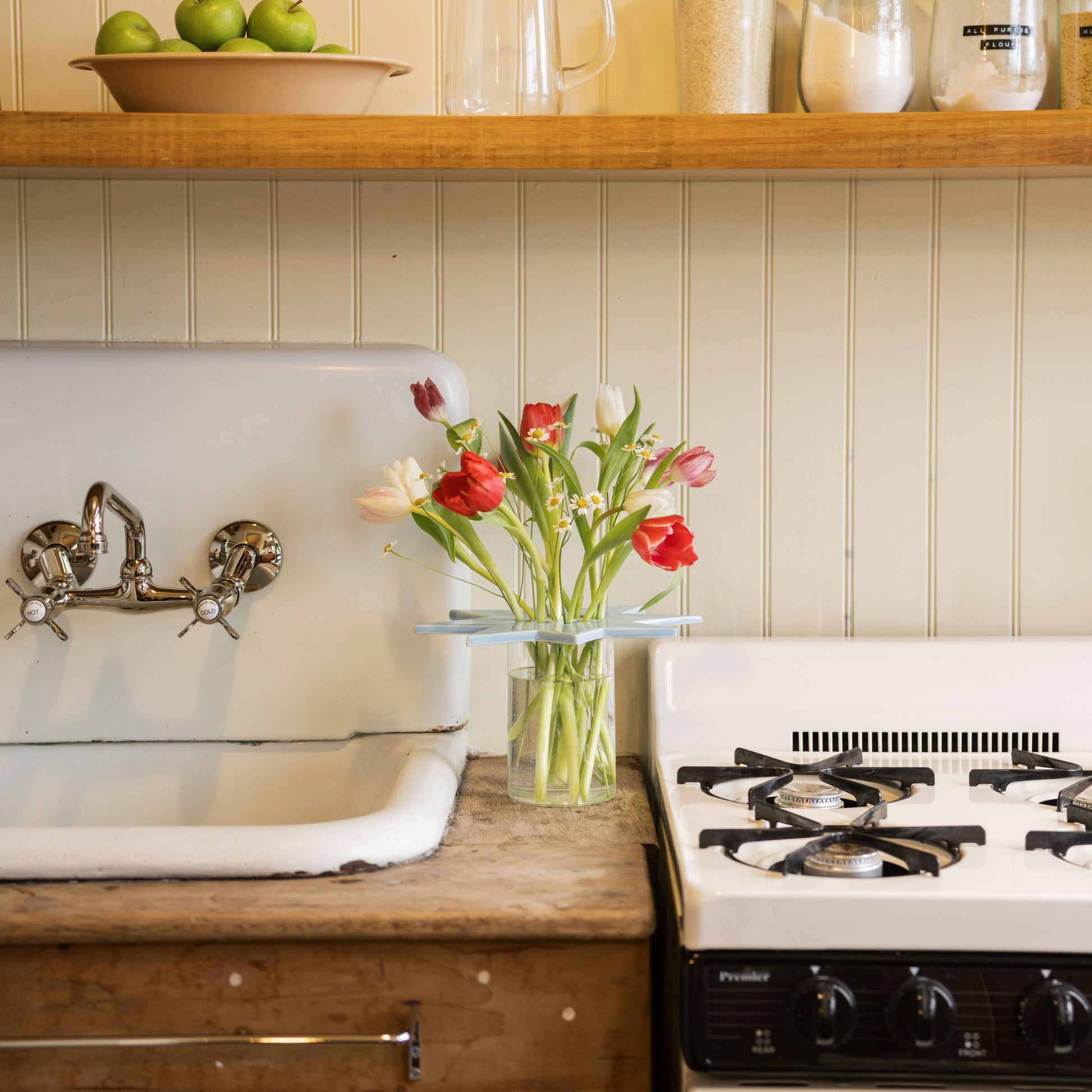 star flower frog  | sky blue