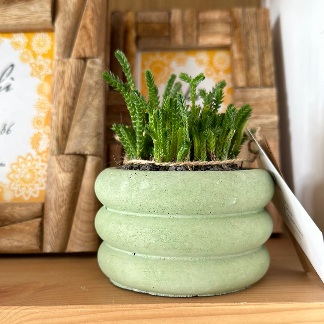 neon succulent in mint handmade cement pot