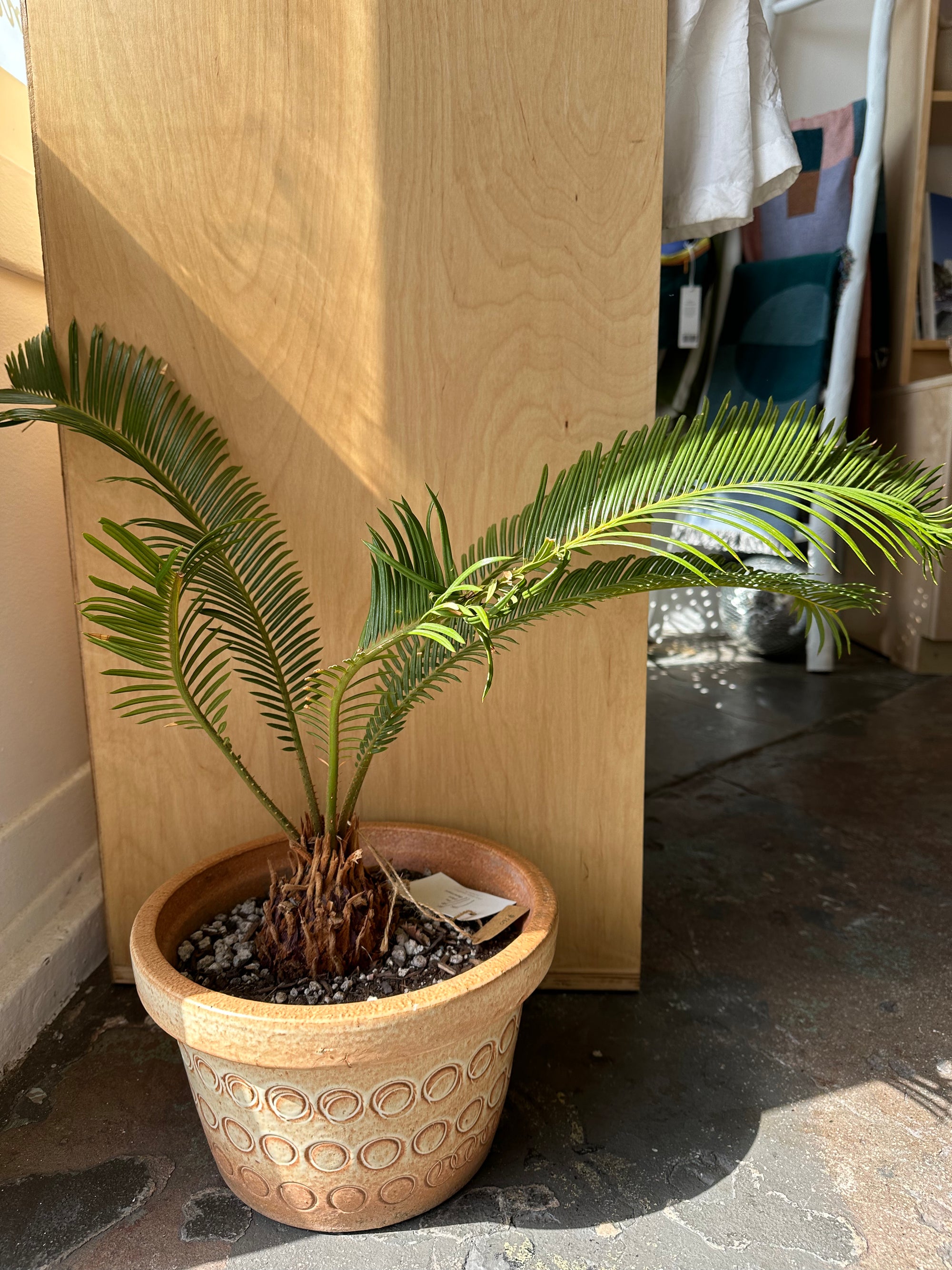 Sago palm in 60’s vintage planter