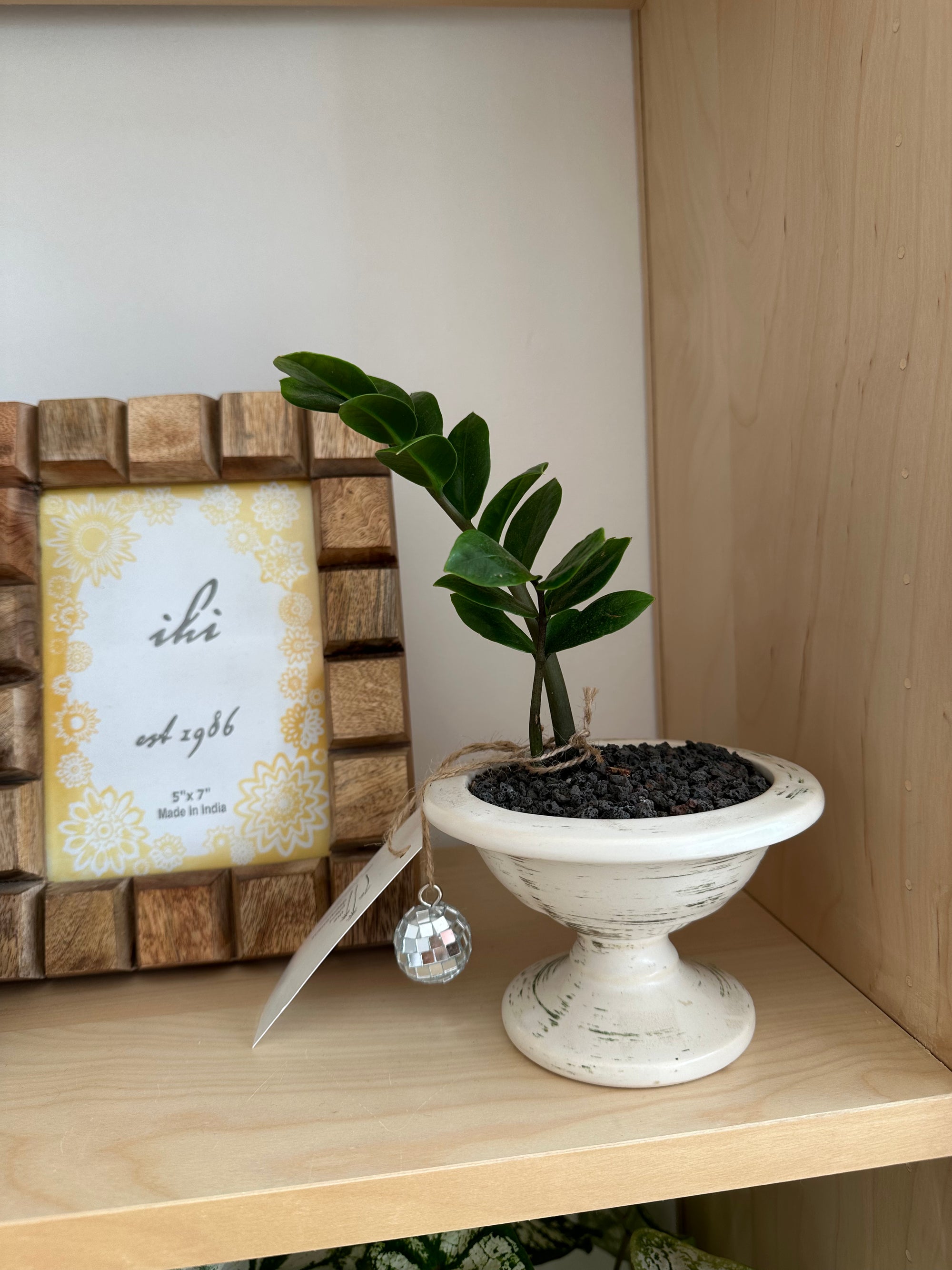 mini zz plant in vintage signed white vessel