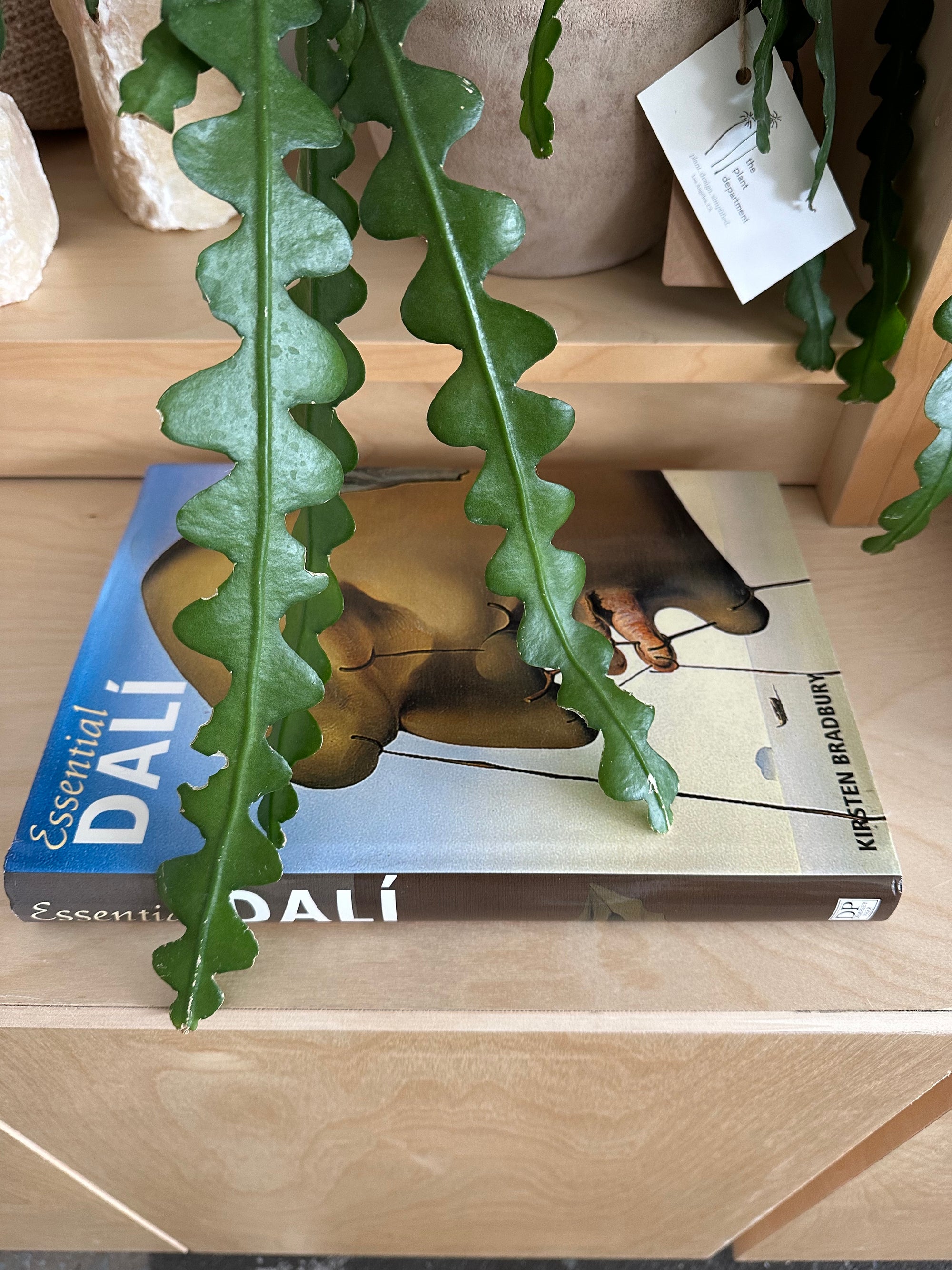 essential dali book