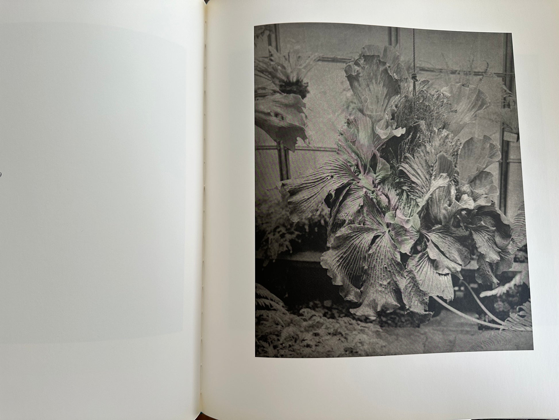 jim dine entrada drive coffee table book