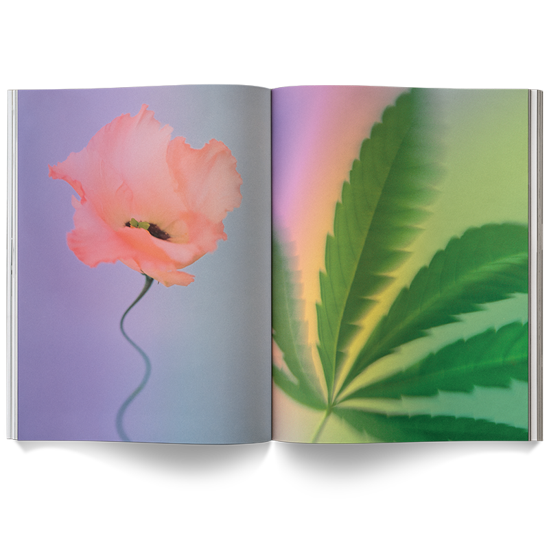 a weed is a flower book